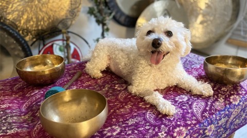 Sound Therapy & Energy Healing for Animals