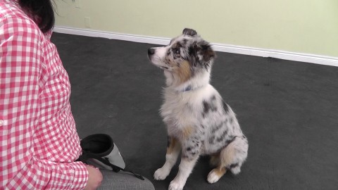 Polite Puppy Dog Training Class