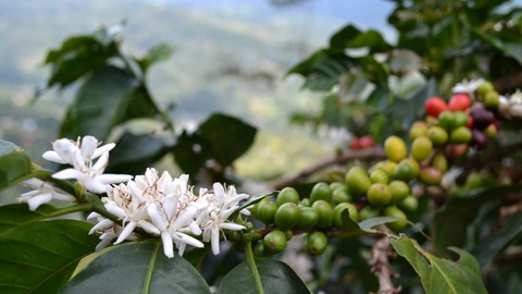 From Coffee Plant to Your Coffee Cup