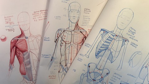 Drawing the torso: Skeleton, volumes and muscles
