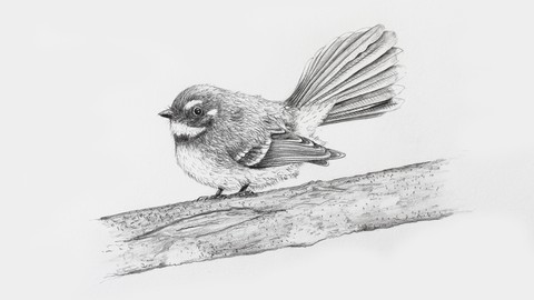 Draw a realistic Fantail using pencil