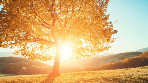 Ascending the Tree of Life: How to change your life & mind