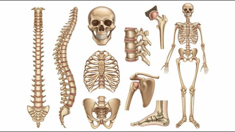 Biology - Locomotion & Movement