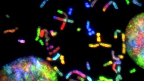 Animal Chromosomes and Cell Cycle MCQ Practice (Bio Tech)