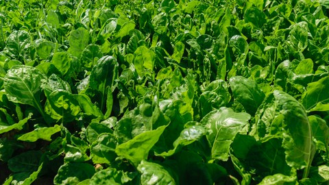 Spinach Farming in Africa