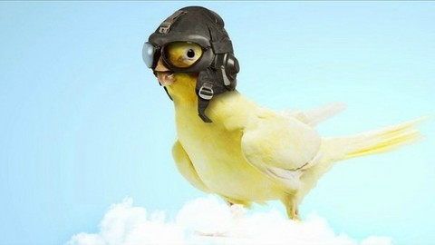 Holistic Pet Bird Care