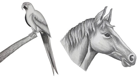 Bird & Animal Drawing - Graphite Pencil Level 2