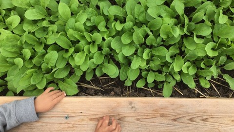 Beginner's Guide to Gardening: Building Raised Beds