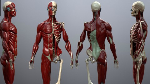 Anatomy