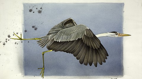 Disegno e acquerello naturalistico - Gli uccelli