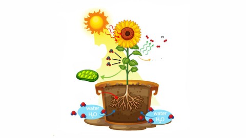 Biology - Photosynthesis