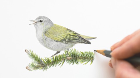 Drawing a Tennessee Warbler in Colored Pencil