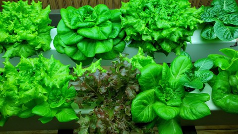 Growing Hydroponic Lettuce