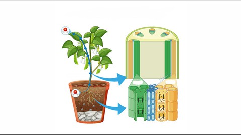 Biology - Transport in Plants