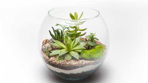 KhetiBuddy's DIY Terrarium Workshop (English)