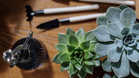 Secret Key to Happy Plants