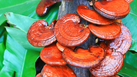 Herbalism: : Medicinal Mushrooms Certificate